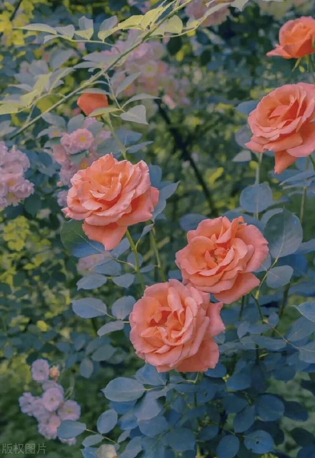 害怕失去你,宁愿宠坏你一辈子的星座男!温柔暴力,甜蜜情感牢笼