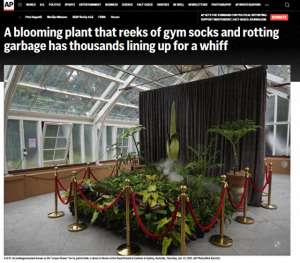 天空惊现死人图(悉尼一株“尸体花”绽放散发恶臭，数千人排队参观)