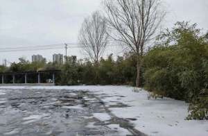 最真的梦(最真的梦)