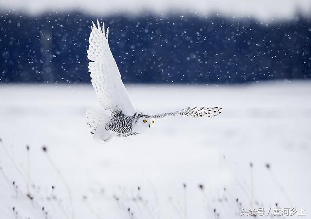 这只长着翅膀的“大白猫”有“北极女王”之称,数量稀少十分罕见