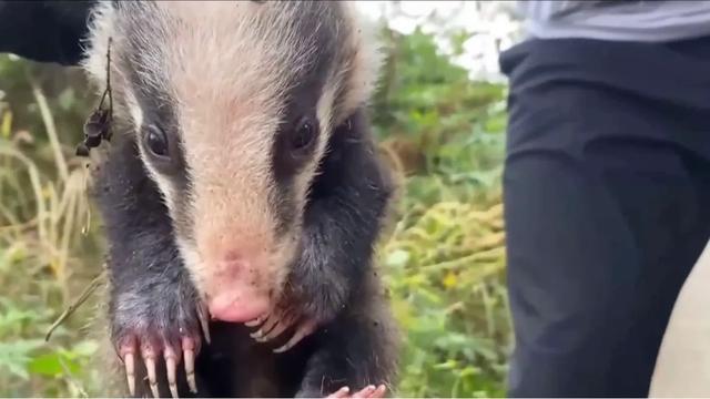 如何狩猎獾子？我将陆续分享6-8种獾子的狩猎方法！