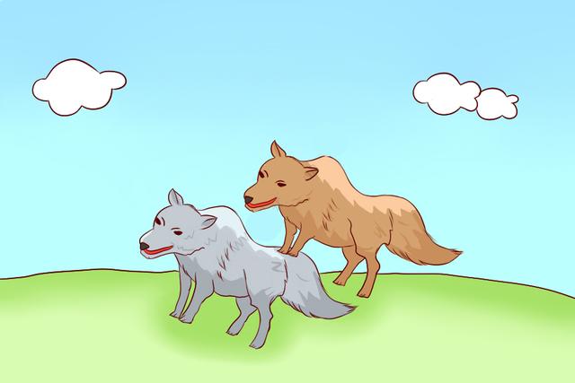 2018年美国疑似捕捉到狈？“狼狈为奸”中的狈，到底是什么动物？