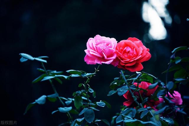 害怕失去你,宁愿宠坏你一辈子的星座男!温柔暴力,甜蜜情感牢笼