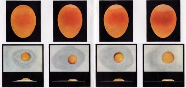 A级鲜鸡蛋，究竟有多鲜？