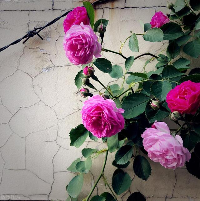 害怕失去你,宁愿宠坏你一辈子的星座男!温柔暴力,甜蜜情感牢笼