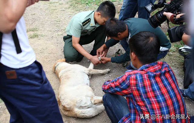 《王牌部队》看不下去，回味这6部军旅剧，《士兵突击》永远的神