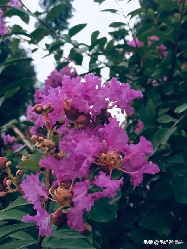 夏天的风 吹出思念的形状 樱桃 云 只有我知道，你是我的毒药。