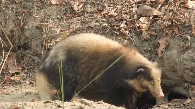如何狩猎獾子？我将陆续分享6-8种獾子的狩猎方法！