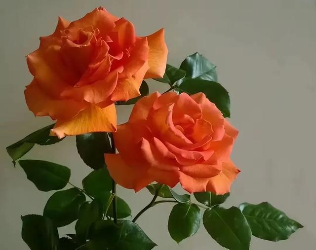 微信里的深情密码:他这样说,其实是特别特别爱你