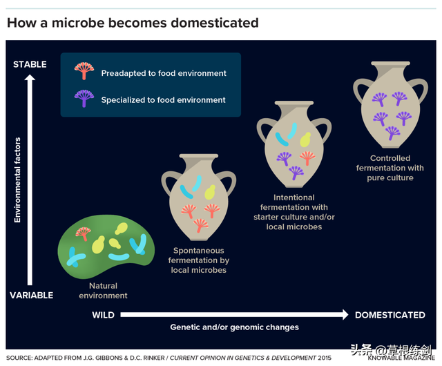 它曾经是剧毒霉菌，如今是酱料之王