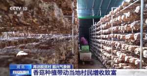 小香菇做成大产业 务工车间开到家门口!来看脱贫村里新气象
