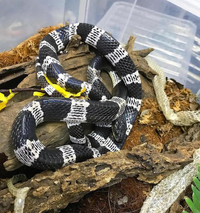 广西一公园连续6次出现银环蛇，是中国最毒的蛇，被咬了怎么办？