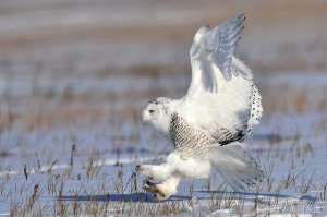 长翅膀的猫(这只长着翅膀的“大白猫”有“北极女王”之称,数量稀少十分罕见)