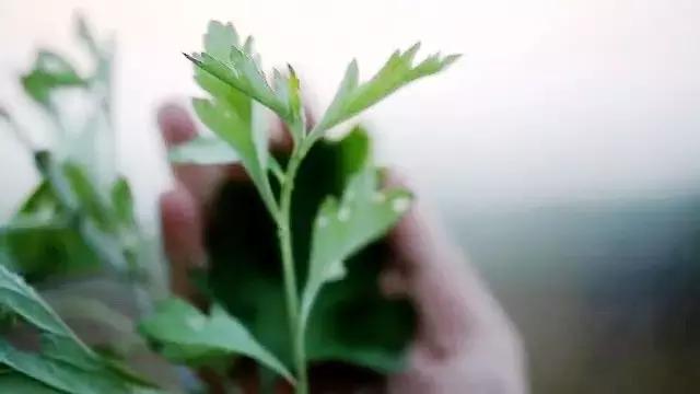 端午前是个宝,过了端午就是草!它到底是啥?