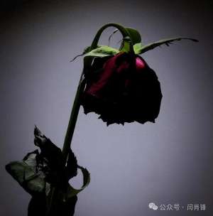 最后独白(情人节最后的独白 By DeepSeek)