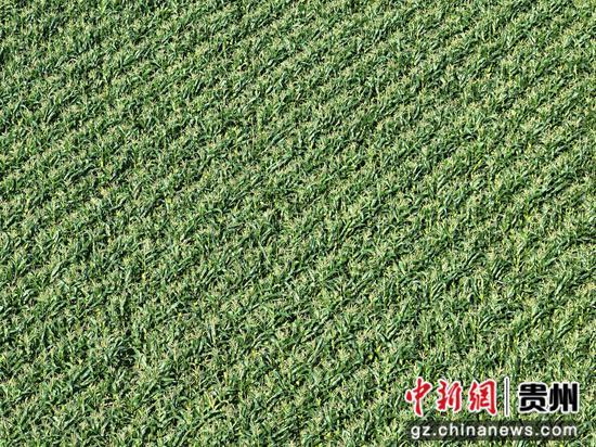 惠水:玉米地里的“甜日子”