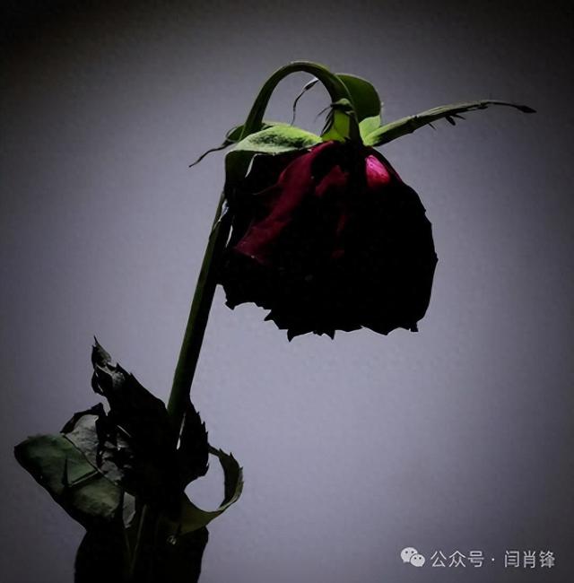 情人节最后的独白 By DeepSeek