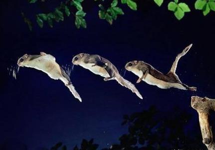 野外见过飞鼠吗？其实我国多达16种，有一种就是寒号鸟，遍布12省