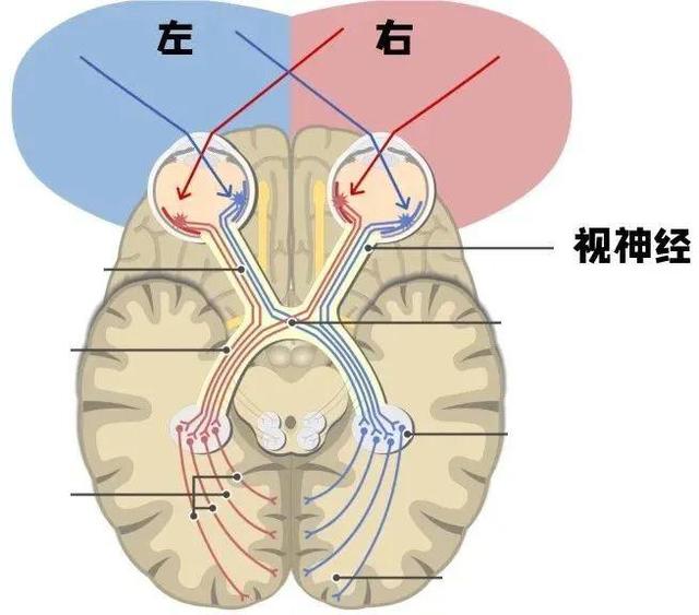 为什么人抱东西爱用右手，抱娃娃却用左手？