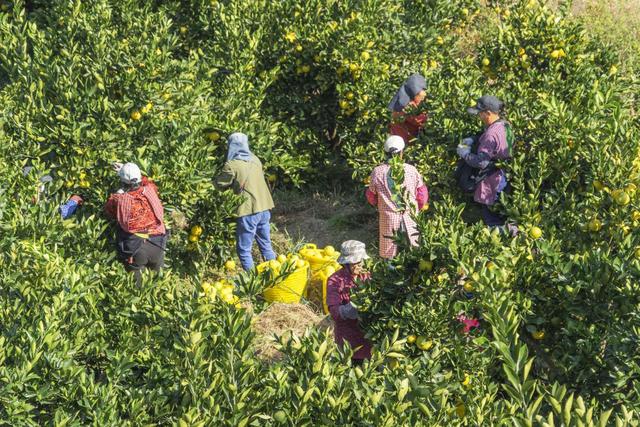 国内首部讲述江南农村七十年变革的大型电视剧《大道地》在常开机