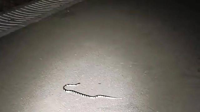 广西一公园连续6次出现银环蛇，是中国最毒的蛇，被咬了怎么办？