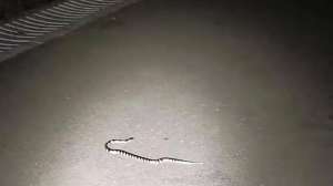 最大的银环蛇(广西一公园连续6次出现银环蛇，是中国最毒的蛇，被咬了怎么办？)