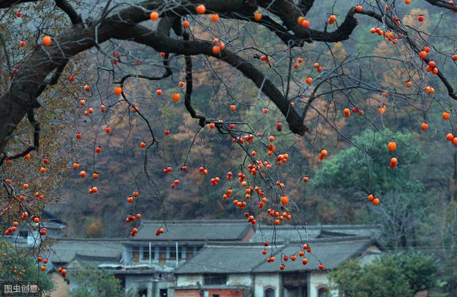 一首《故乡的云》：年少不知游子泪，听懂已流浪半生