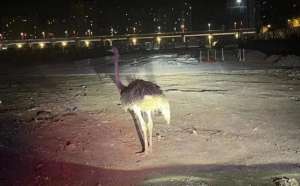 鸵鸟多少钱一只(事发昆明凌晨，一只鸵鸟在工地“悠闲散步”)