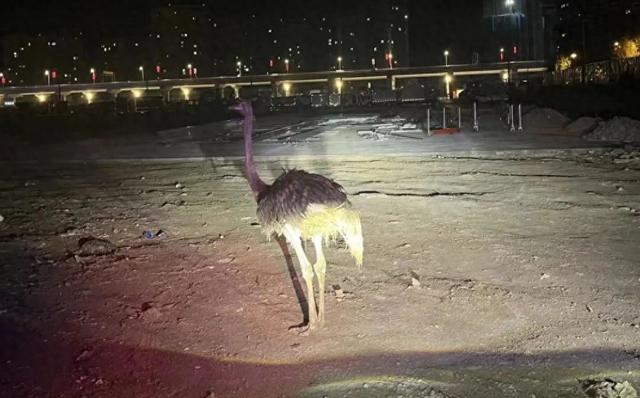 事发昆明！凌晨，一只鸵鸟在工地“悠闲散步”