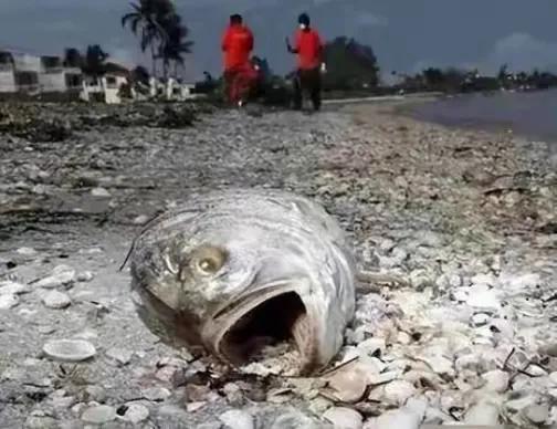 日本又“开闸”了!2025年将7次排核污水,我国取样调查出结果了