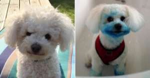 pooch(刚洗完澡的比熊偷咬墨水盒 把自己染成“蓝精灵”)