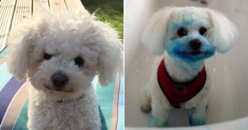 刚洗完澡的比熊偷咬墨水盒 把自己染成“蓝精灵”