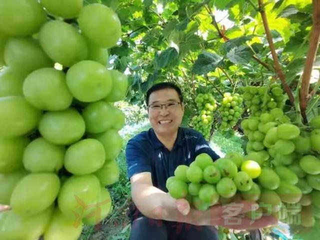 驻马店市驿城区水屯镇禾绿葡萄,听着音乐喝着牛奶身价卖
