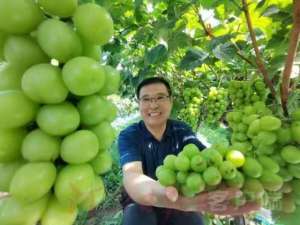 禾绿(驻马店市驿城区水屯镇禾绿葡萄，听着音乐喝着牛奶身价卖)