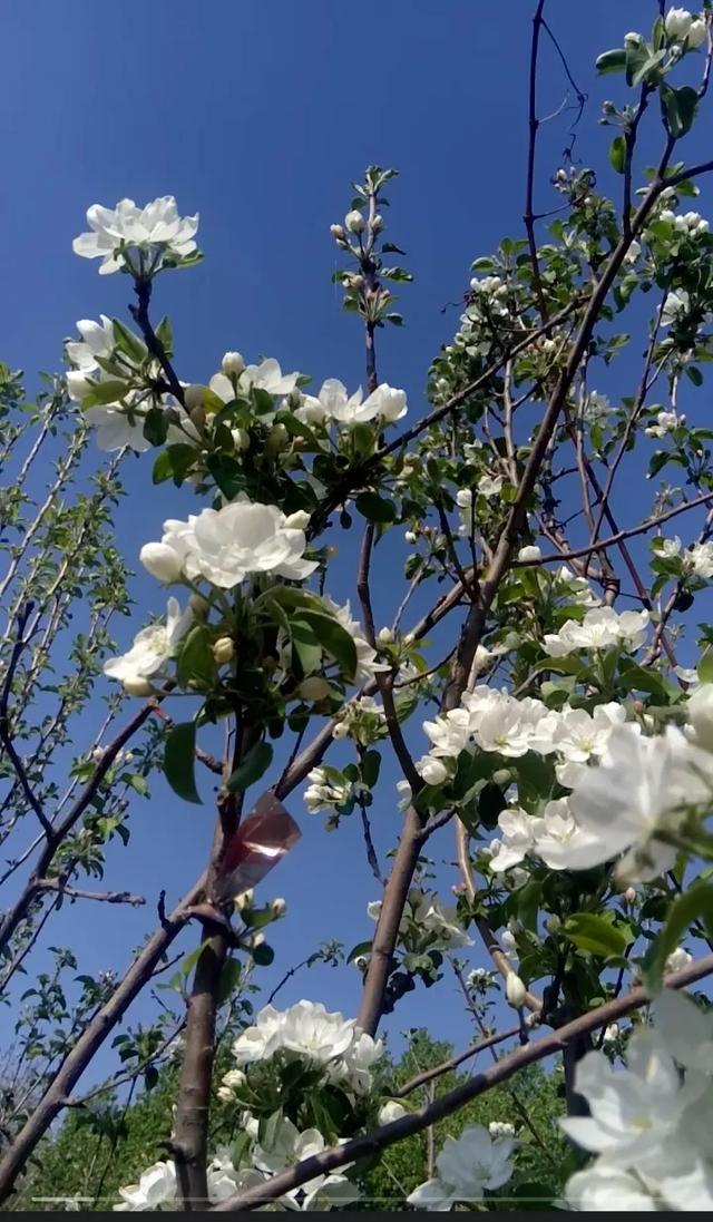 微信里的深情密码:他这样说,其实是特别特别爱你