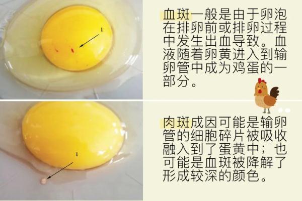 A级鲜鸡蛋，究竟有多鲜？