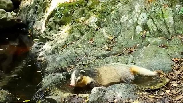 如何狩猎獾子？我将陆续分享6-8种獾子的狩猎方法！