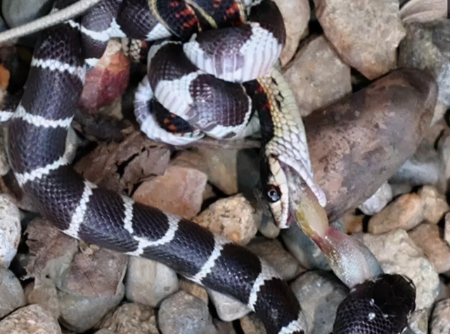 广西一公园连续6次出现银环蛇，是中国最毒的蛇，被咬了怎么办？