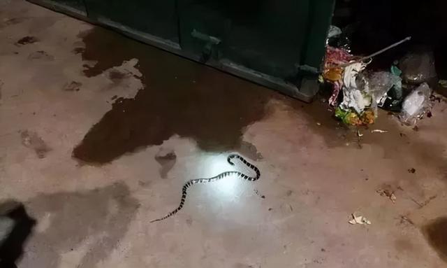 广西一公园连续6次出现银环蛇，是中国最毒的蛇，被咬了怎么办？