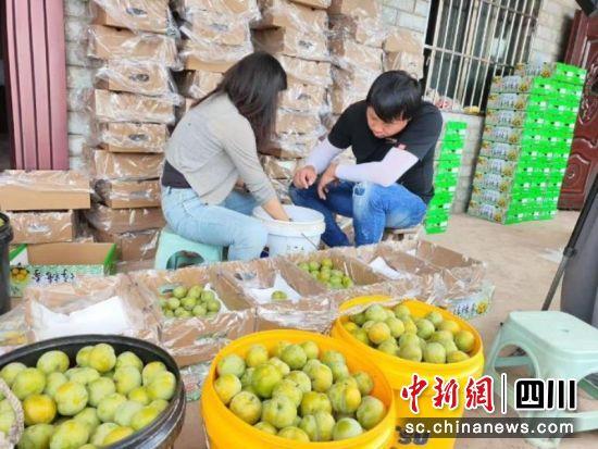 宜宾叙州：千亩蜂糖李成熟 走俏“北上广”