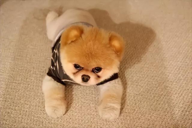 “内有恶犬”?路人好奇一瞧,笑得直不起腰!