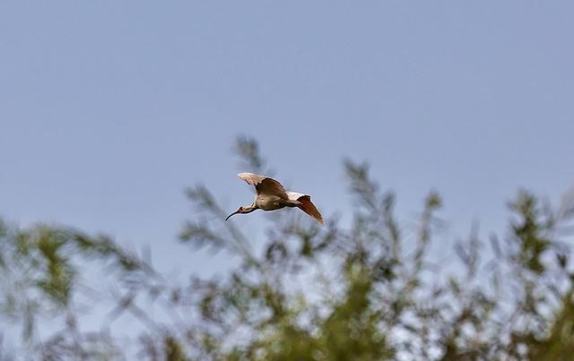 朱鹮这波邮票回忆杀戳到你了吗？