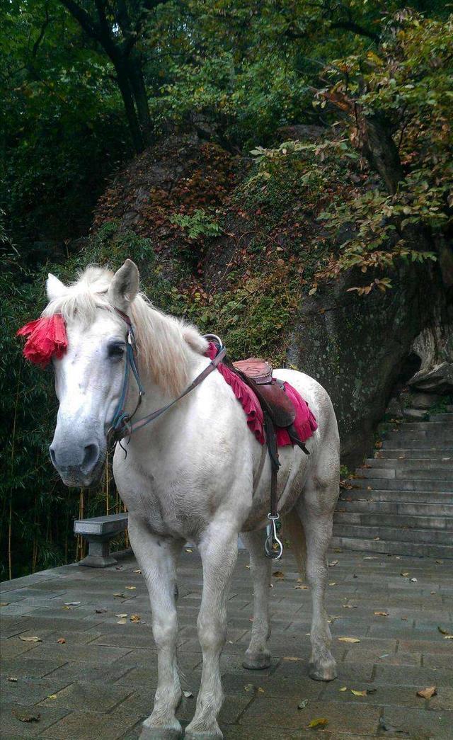 白龙马为拍摄《西游记》脱军籍，晚年惨死，杨洁导演为何见死不救