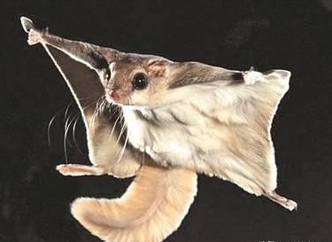 野外见过飞鼠吗？其实我国多达16种，有一种就是寒号鸟，遍布12省