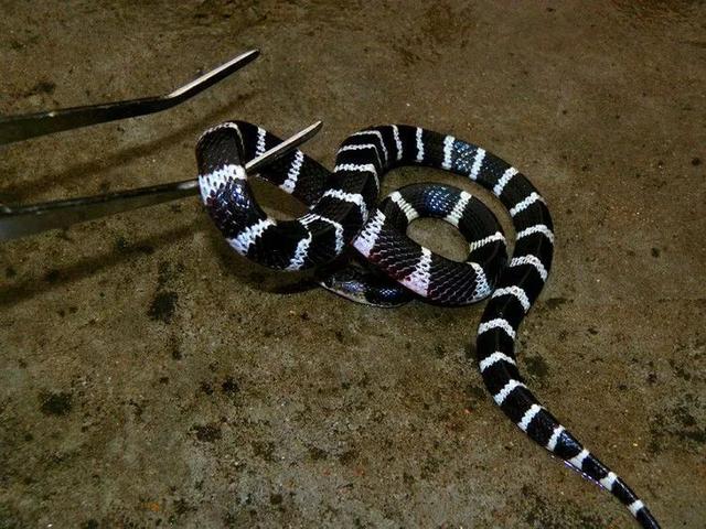 广西一公园连续6次出现银环蛇，是中国最毒的蛇，被咬了怎么办？