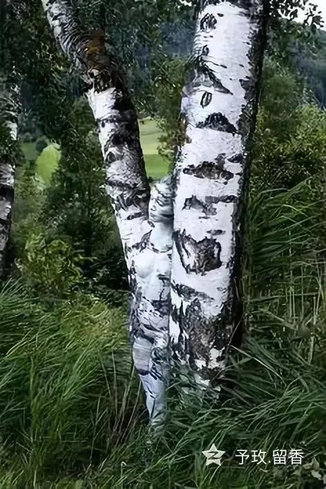 人体彩绘、人体艺术，美到极致，绝到称奇