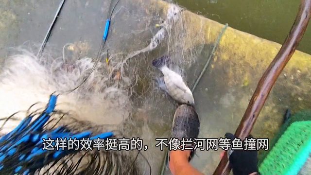 下网捕鱼：下围网有可能会抓更多的鱼#今天的收获