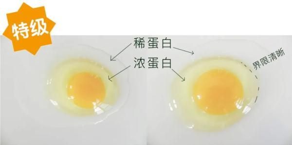 A级鲜鸡蛋，究竟有多鲜？
