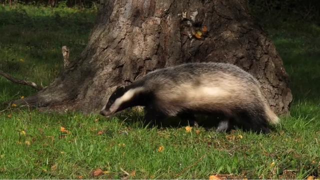 如何狩猎獾子？我将陆续分享6-8种獾子的狩猎方法！