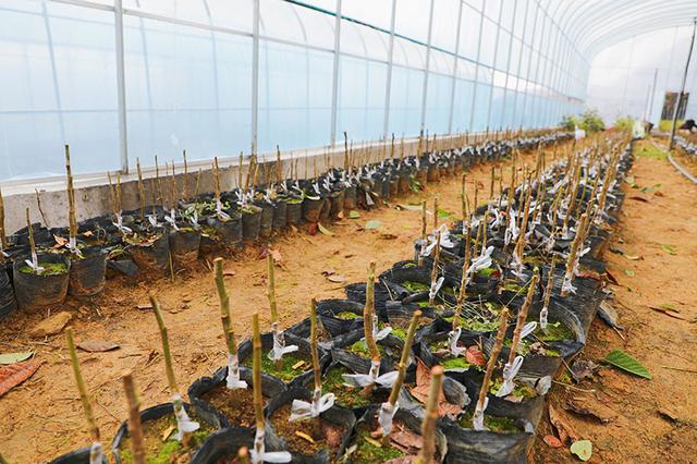 云南永善:枇杷家族再添“新贵”